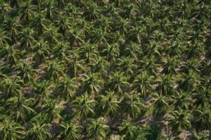 Fazenda de coco